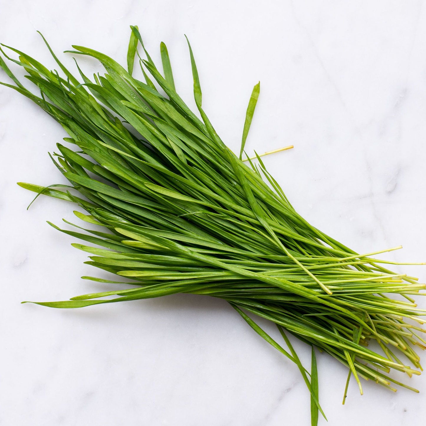 Wheat Grass Seeds 500g