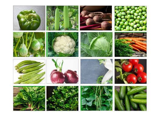 40 Variety of Vegetable Seeds kit With High Germination Rate