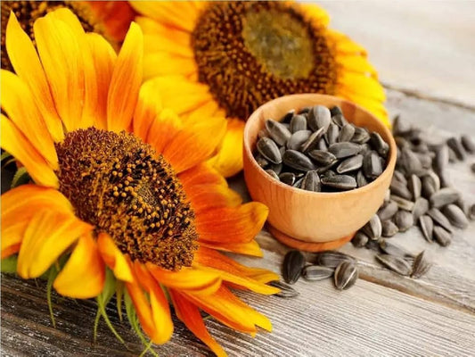 Sunflower Tall Yellow Seeds – 20 Seeds