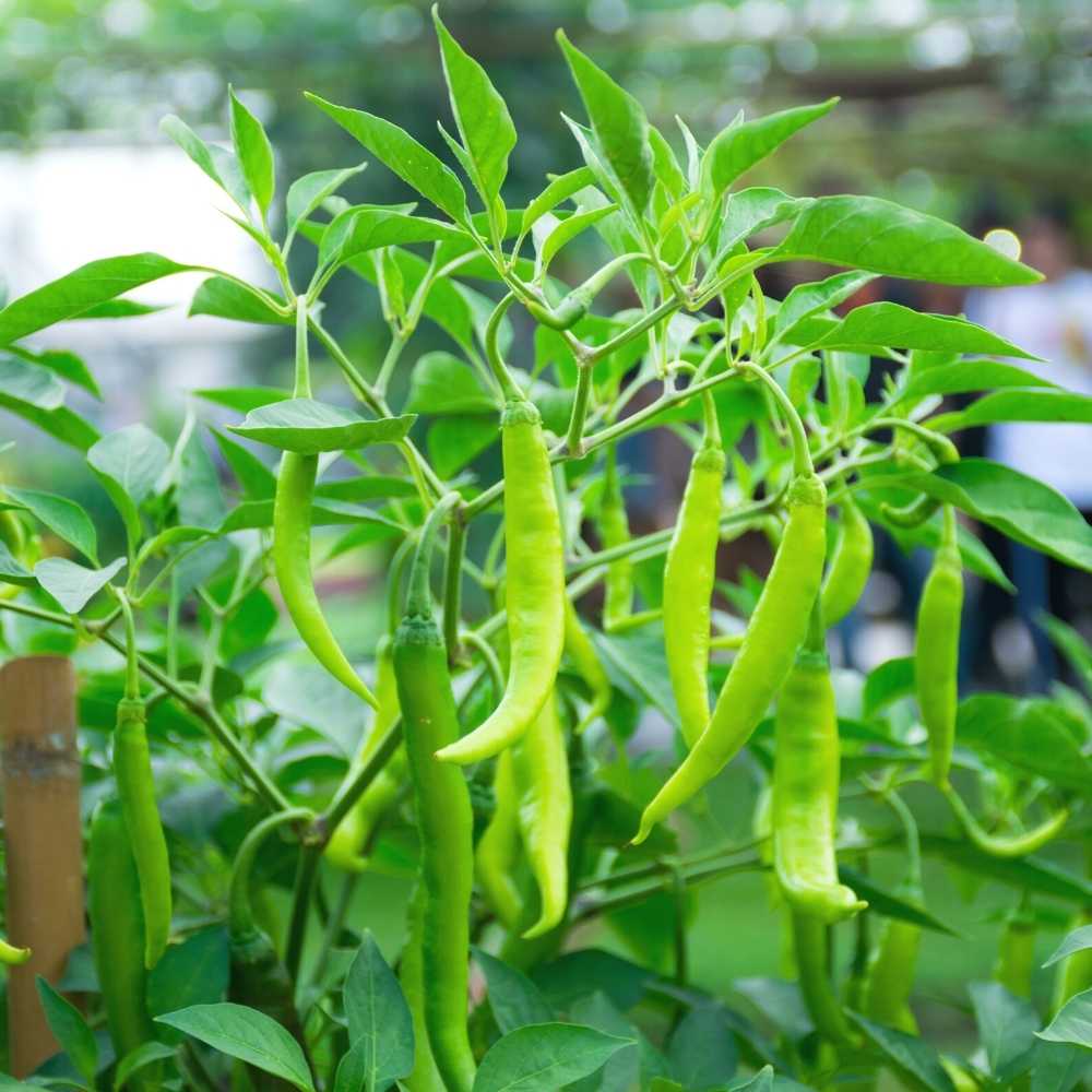 Chilli Jwala (Hari Mirch) Hybrid Seeds - (24Seeds)  High Germination | Best for Home Gardens (मिर्च के बीज) (हरी मिर्च के बीज)