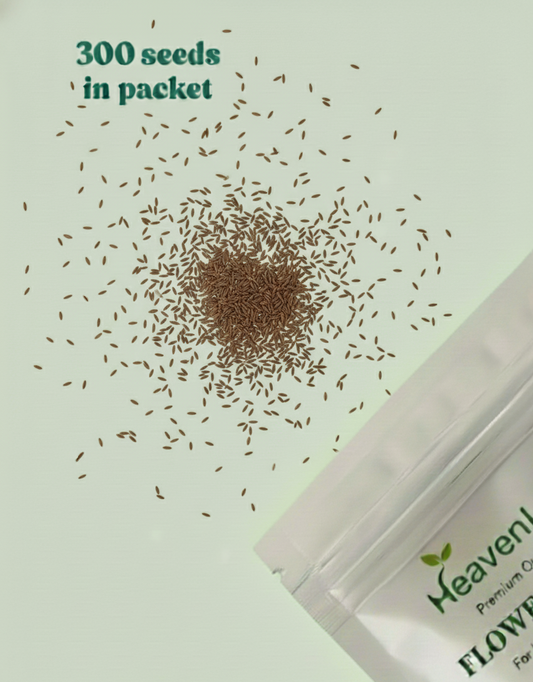 Chrysanthemum Paludosam White Seeds (गुलदाउदी) | Flower Seeds(180-200seeds)