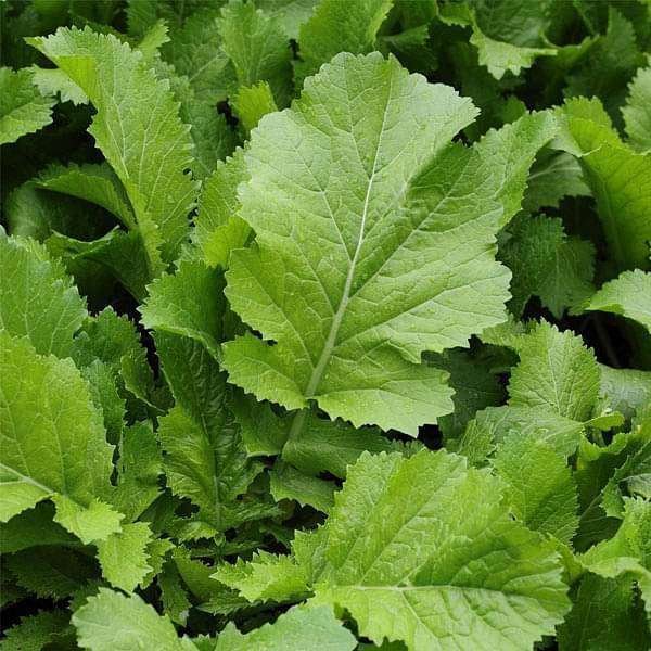 Mustard Green Seeds For Sarso Saag - 700 Seeds(साग वाली सरसों के बीज)