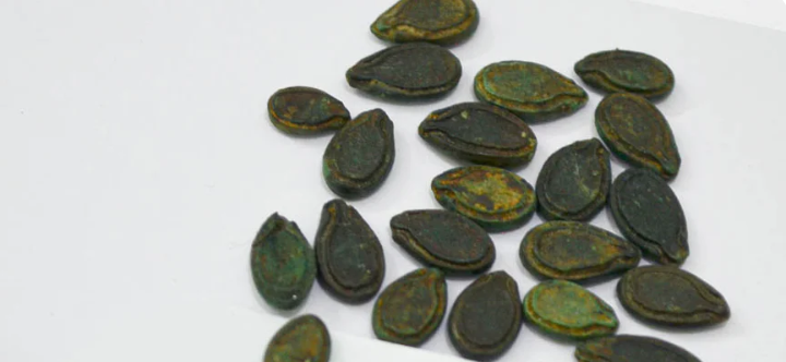 Apple gourds(Tinda ) Seeds - 25 Seeds (टिंडा के बीज)
