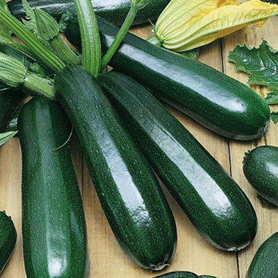 Zucchini  (Green) Seeds - 14 Seeds (जुकिनी के बीज)