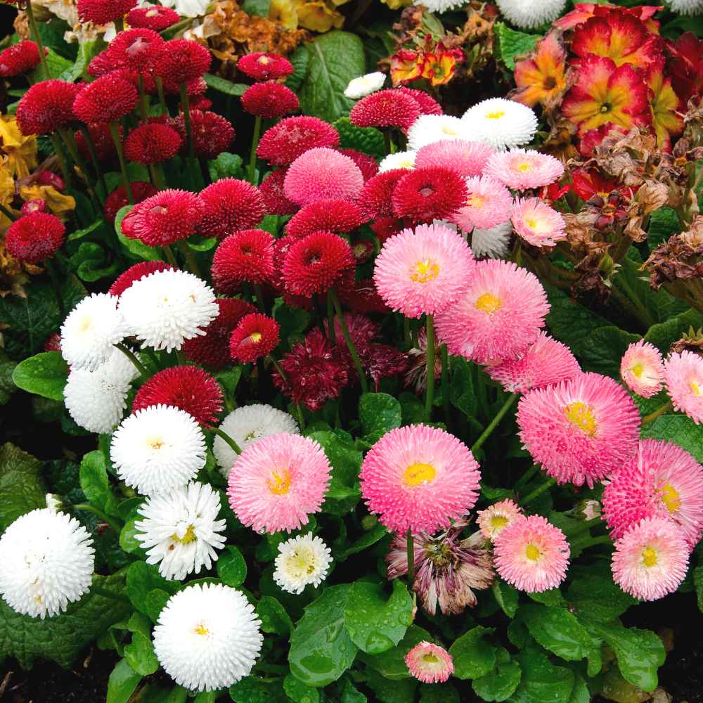 Daisy Pomponette Mix Seeds (गुलबहार) | Flower Seeds(250-300seeds)