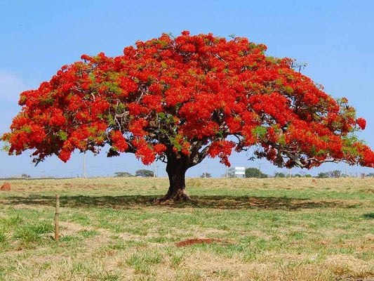 Gulmohar / Flame Tree / Royal Poinciana(10-12 seeds)