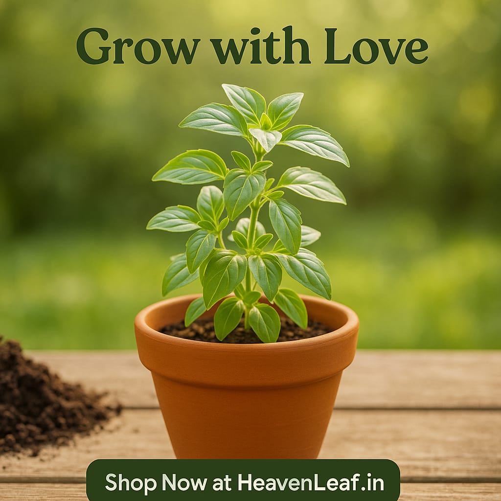 6-Inch Plastic Pot(pack of 5)