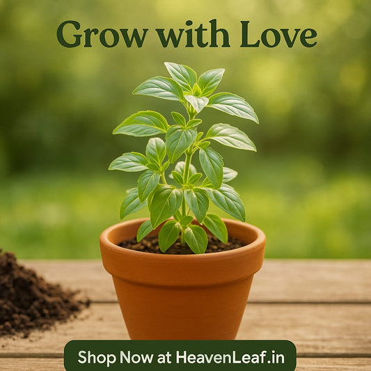 6-Inch Plastic Pot(pack of 5)