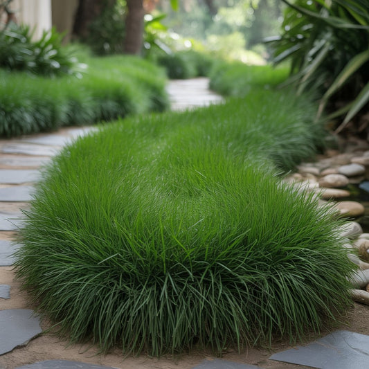 Mexican Lawn Grass Seeds 50g