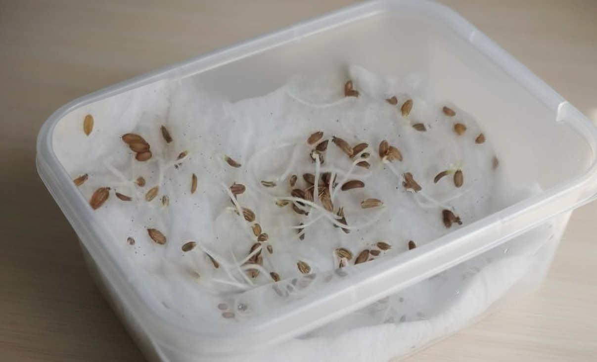 Carrot Red Deep Desi (लाल गाजर) | Vegetable Seeds(500-550 seeds)