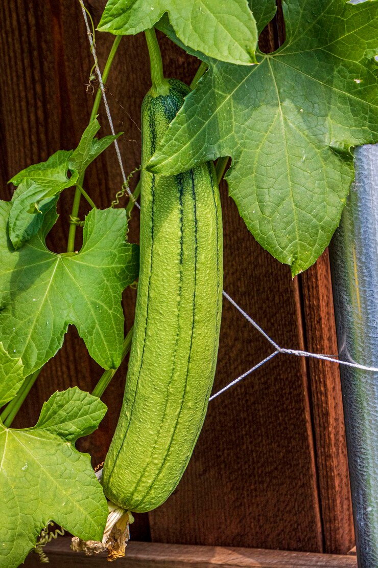 Sponge Gourd Turai Tori (तोरी) | Vegetable Seeds(15-20 seeds)