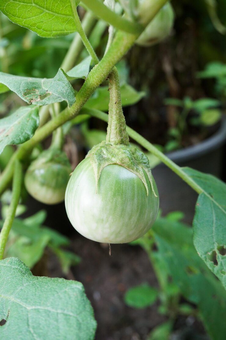 Brinjal Long Green ( हरा बैंगन) | Vegetable Seeds(25-30 seeds)