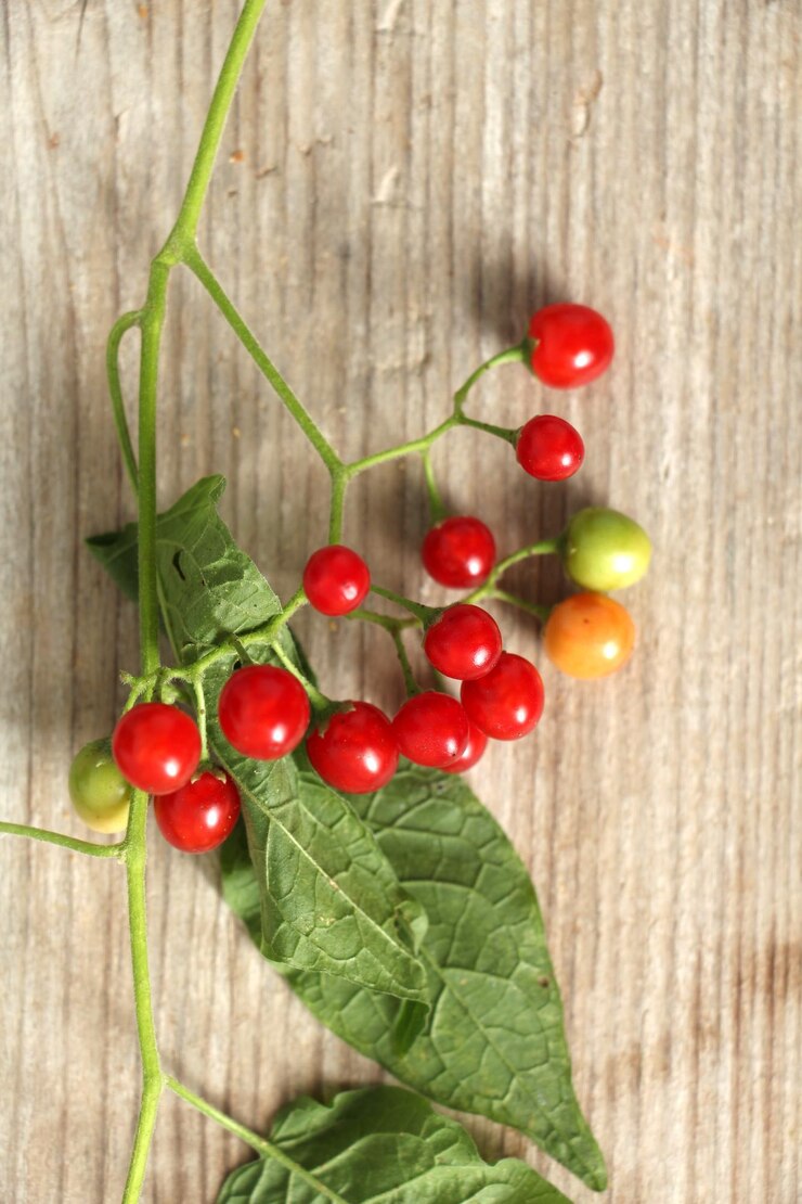 Cherry Tomato (चेरी टमाटर) | Vegetable Seeds(25-30 seeds)