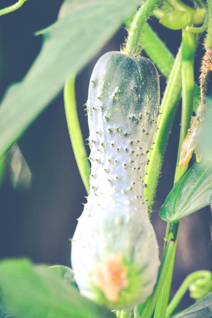 Green Cucumber Seeds Long (हरी खीरा) | Vegetable Seeds(30-35 seeds)