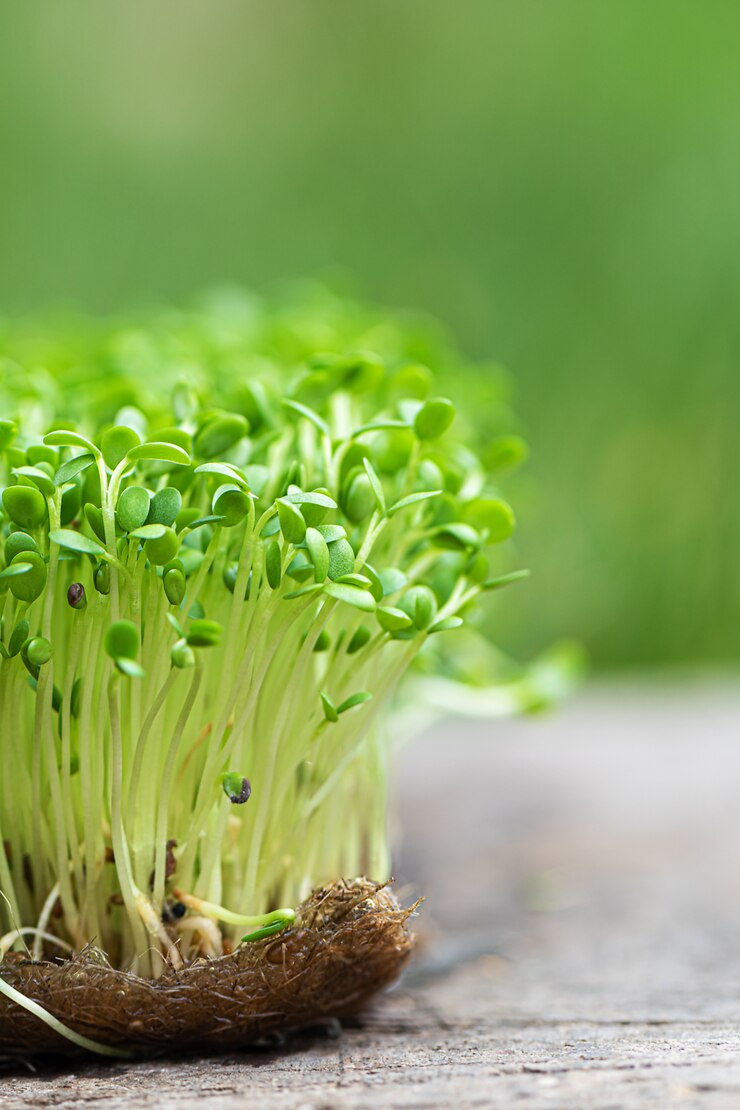 Fengueek Methi (Fenugreek) Seeds(25-30g)