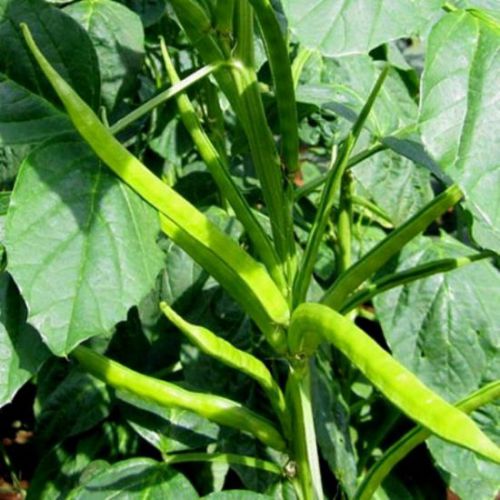 Gwar Phali F1 Hybrid Seeds - 45 Seeds (Cluster Beans/क्लस्टर बीन्स/ग्वार फली के बीज)