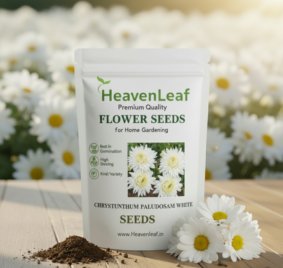 Chrysanthemum Paludosam White Seeds (गुलदाउदी) | Flower Seeds(180-200seeds)