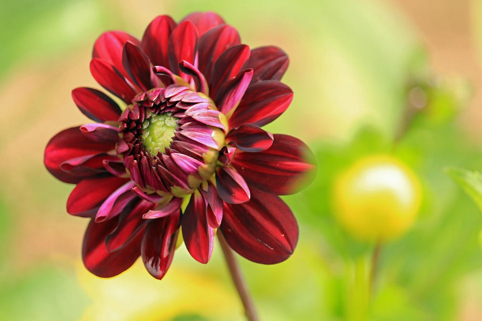 Dahlia Seeds (डहलिया) | Flower Seeds(250-300seeds)