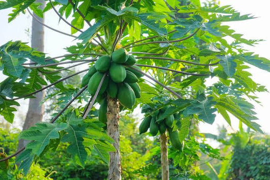 Desi Papaya  Seeds (20-30 Seeds)