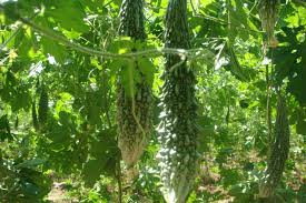 Bitter Gourd Seeds (Green Long) (करेला) | Vegetable Seeds(8-10 seeds)