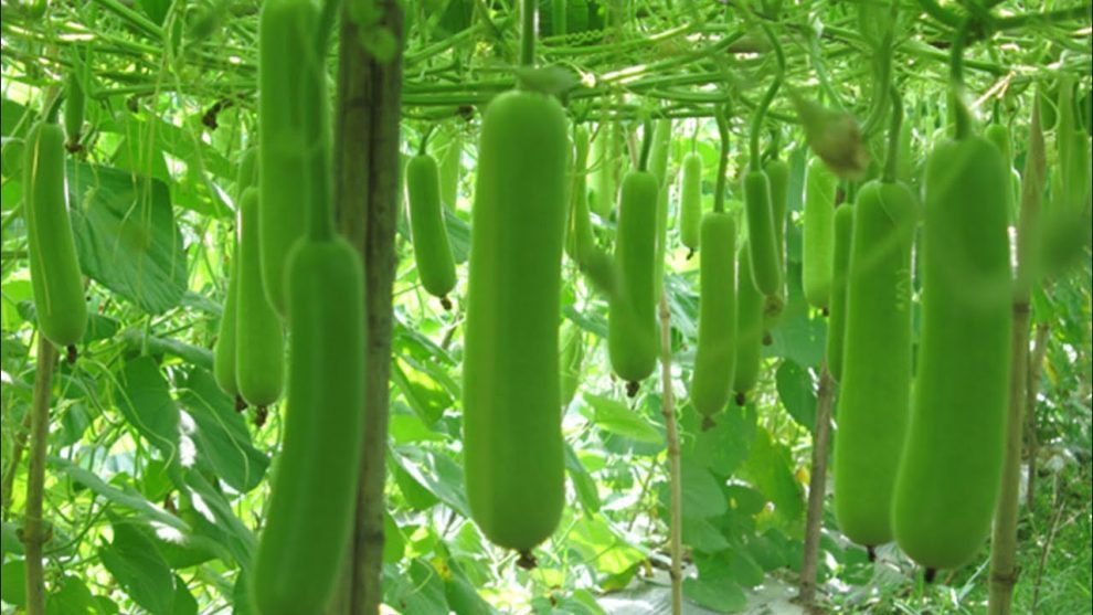 Bottle Gourd Lauki Long F1 (लौकी) | Vegetable Seeds(10-12 seeds)