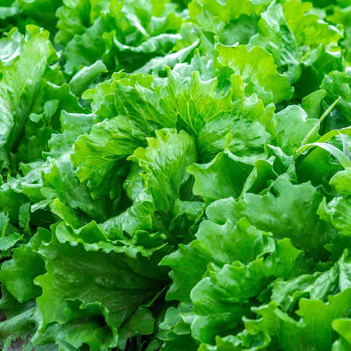 Lettuce Iceberg Seeds - 280 Seeds (Salad patta/सलाद पत्ता के बीज)