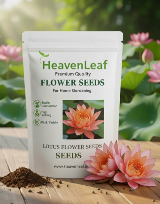 Lotus Flower Seeds - 15 Seeds (Kamal ke Beej/कमल के फूल के बीज)(10-15seeds)