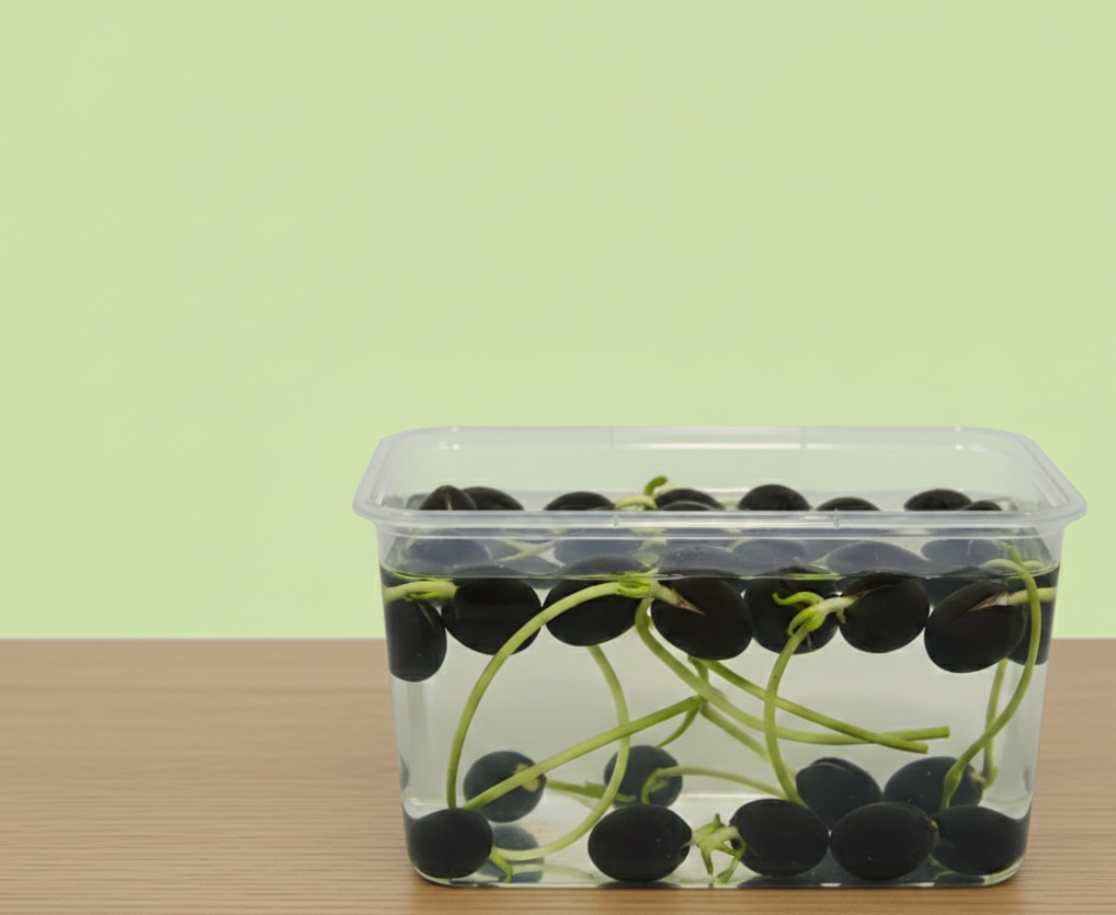 Lotus Flower Seeds - 15 Seeds (Kamal ke Beej/कमल के फूल के बीज)(10-15seeds)