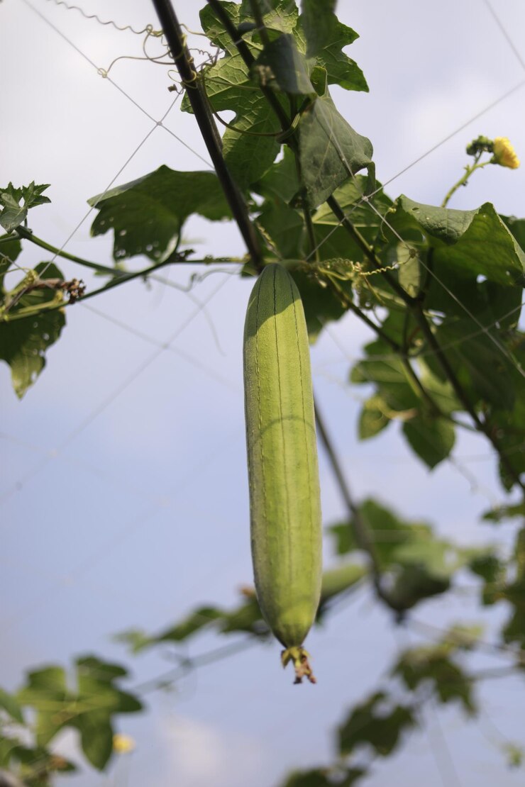 Sponge Gourd Turai Tori (तोरी) | Vegetable Seeds(15-20 seeds)