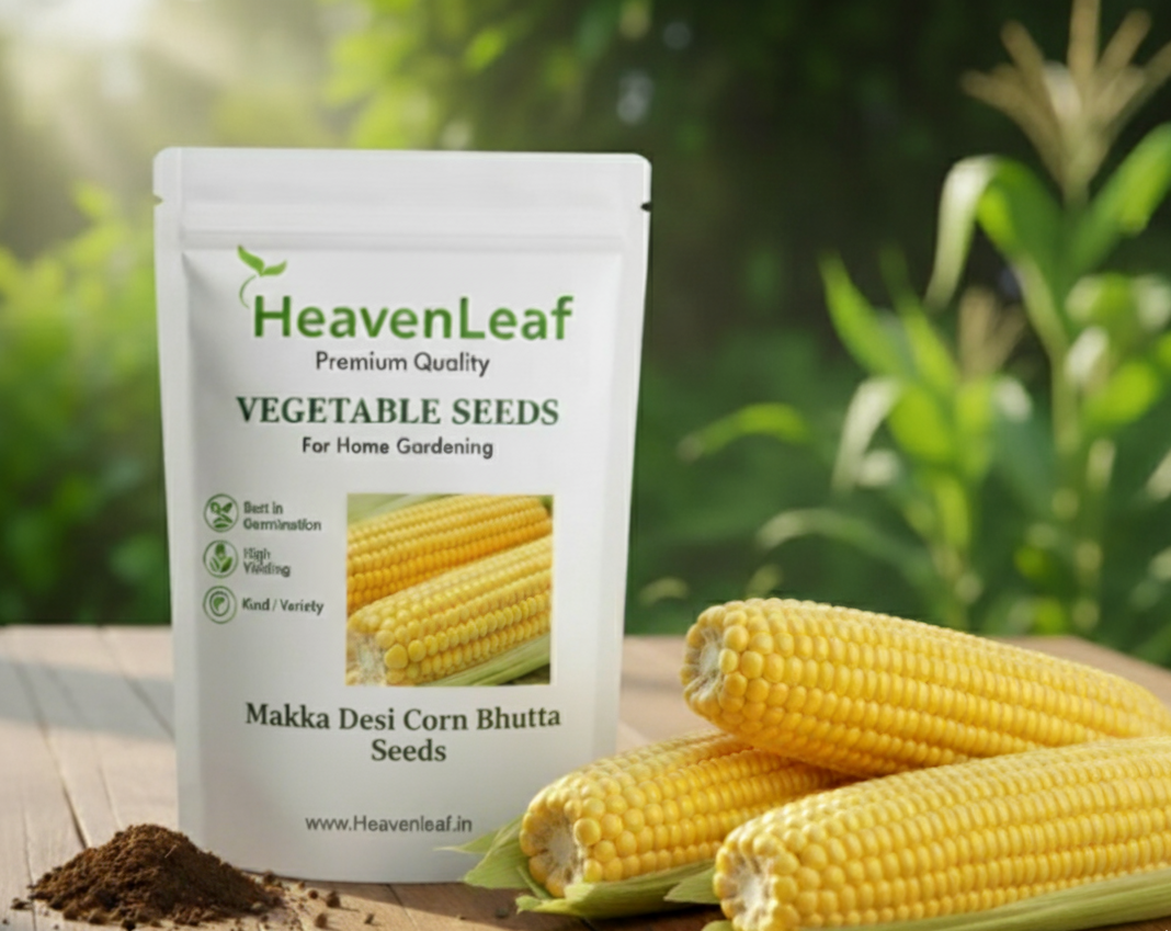 Makka Desi Corn Bhutta Seeds (मक्का) | Vegetable Seeds (30 seeds)