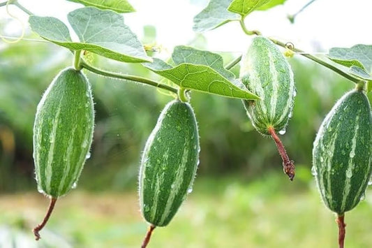 Pointed Gourd (परवल) (12 seeds)