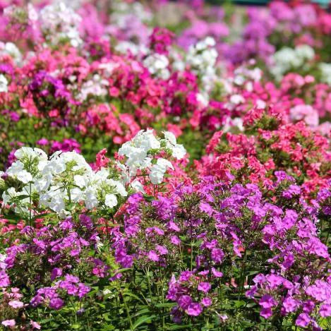 Phlox Beauty Dwarf Mix Seeds (200 Seeds)