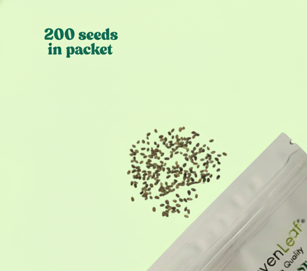 Phlox Beauty Dwarf Mix Seeds (200 Seeds)