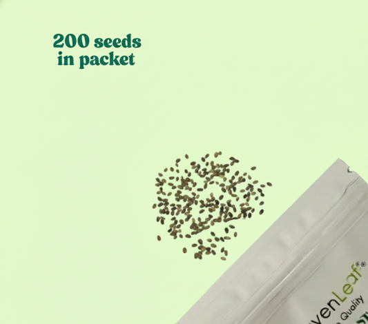 Phlox Beauty Dwarf Blue Seeds (200 Seeds)