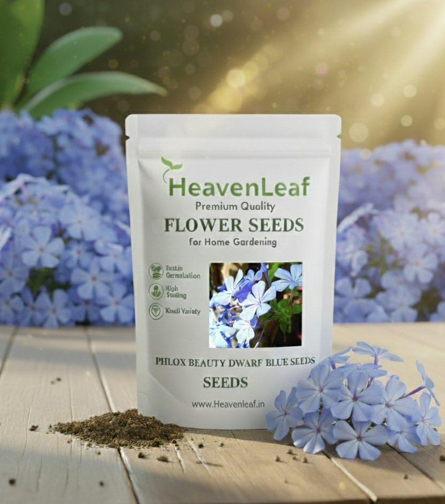 Phlox Beauty Dwarf Blue Seeds (200 Seeds)