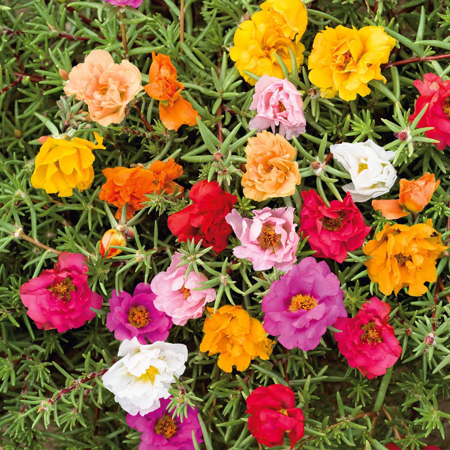 Portulaca Grandiflora  Double Mix Seeds (500 Seeds)