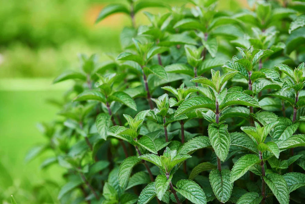 Mint/Peppermint Seeds Pudina Ke Beej - पुदीना के बीज (150-200 Seeds)