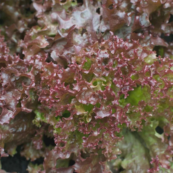 Lettuce Biscia Salad Bowl Red Seeds (Salad patta/सलाद पत्ता के बीज)280 seeds