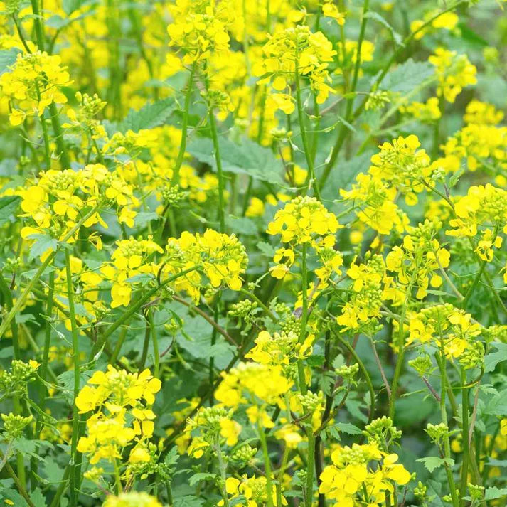 Mustard (Sarson) Seeds (सरसों के बीज) - 1000 Seeds