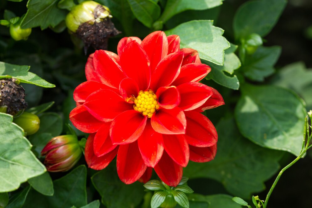 Dahlia Seeds (डहलिया) | Flower Seeds(250-300seeds)