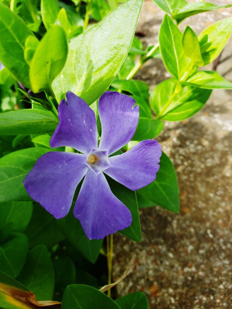 Vinca blue Hybrid Seeds(15-20seeds)