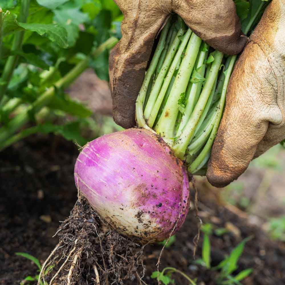 Turnip (Shaljam) Seeds - 200 Seeds (शलजम के बीज)