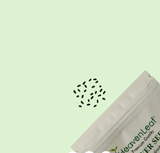 Vinca Black Hybrid Seeds ( Periwinkle) | Flower Seeds(10-15seeds)