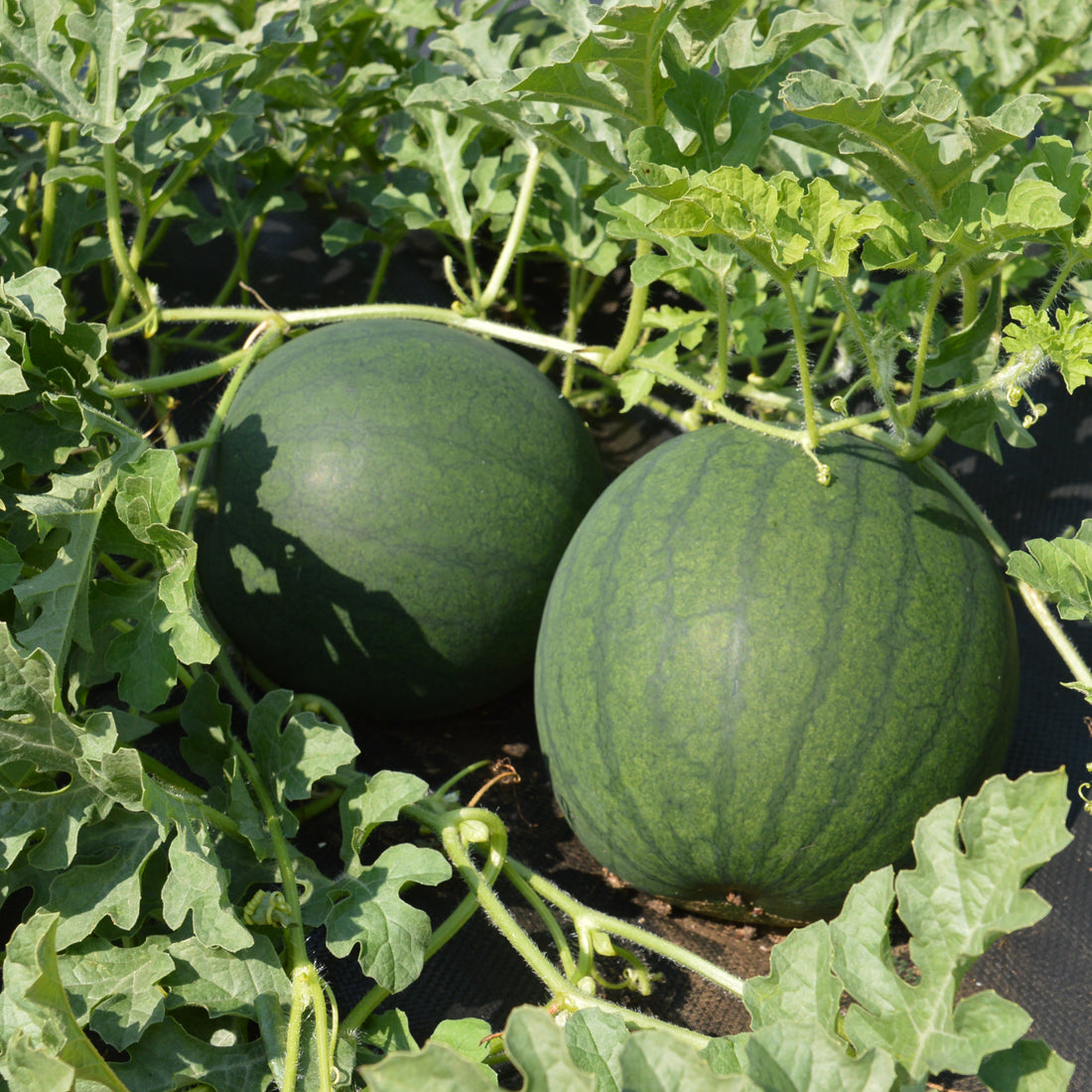Watermelon Round Black Hybrid Seeds - 15 Seeds (Tarbooj/तरबूज के बीज)