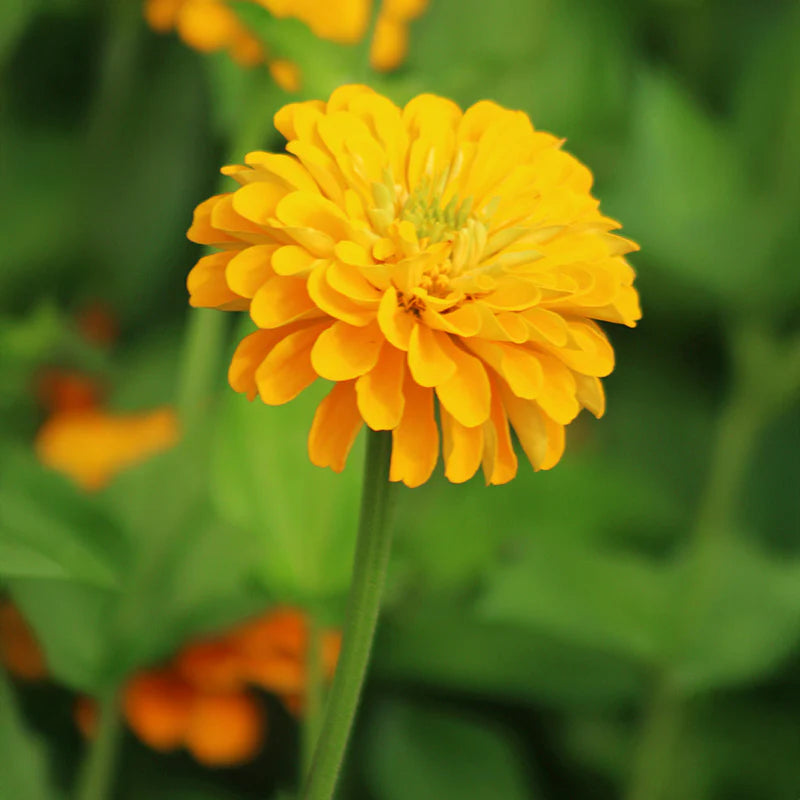 Zinnia Yellow Flower Seeds (100 Seeds)
