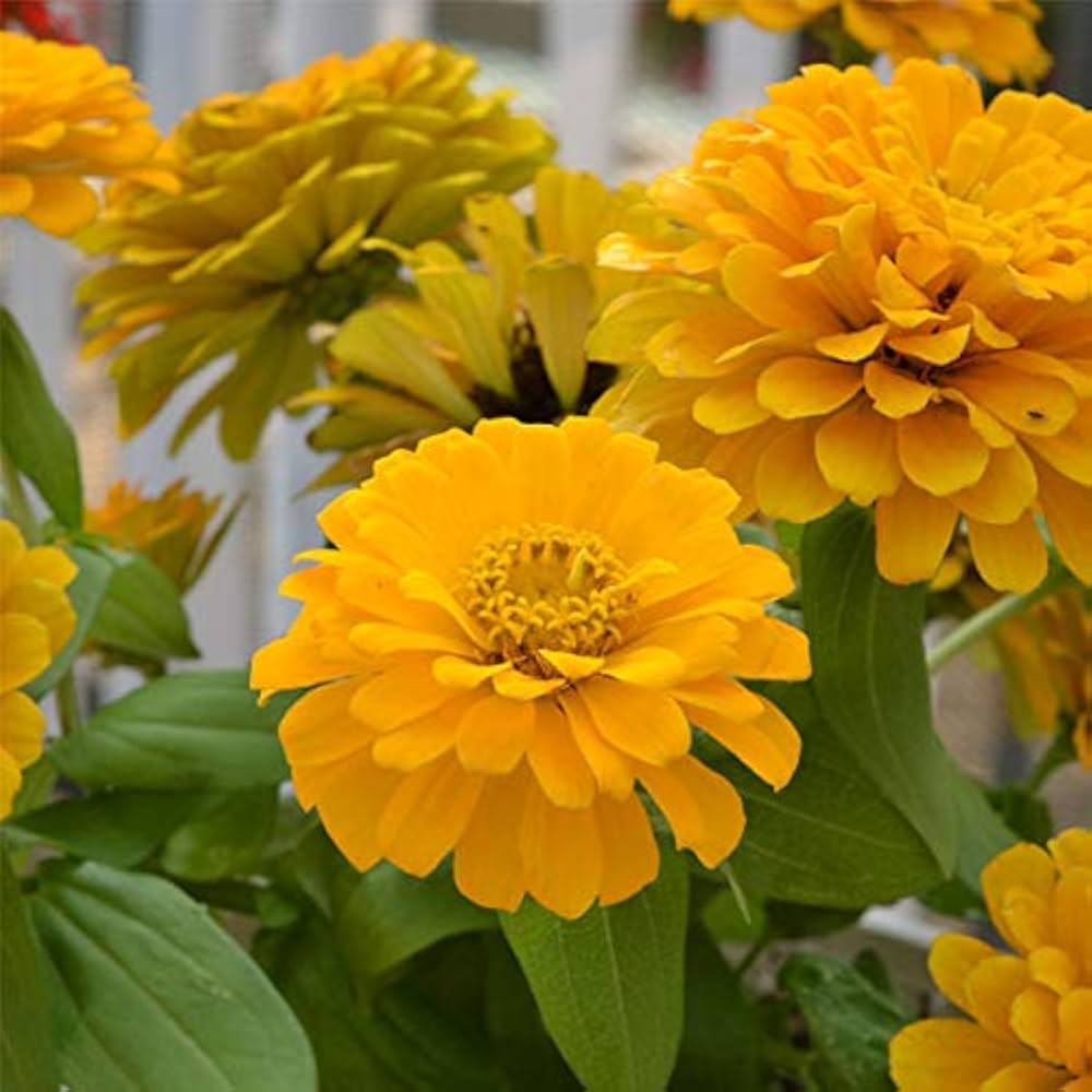 Zinnia Yellow Flower Seeds (100 Seeds)
