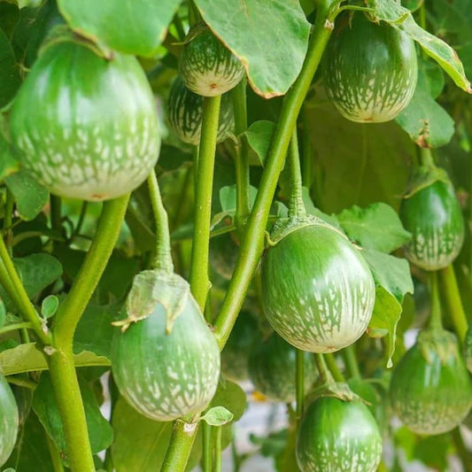 Brinjal Round Green Seeds (बैंगन) | Vegetable Seeds(30-35 seeds)
