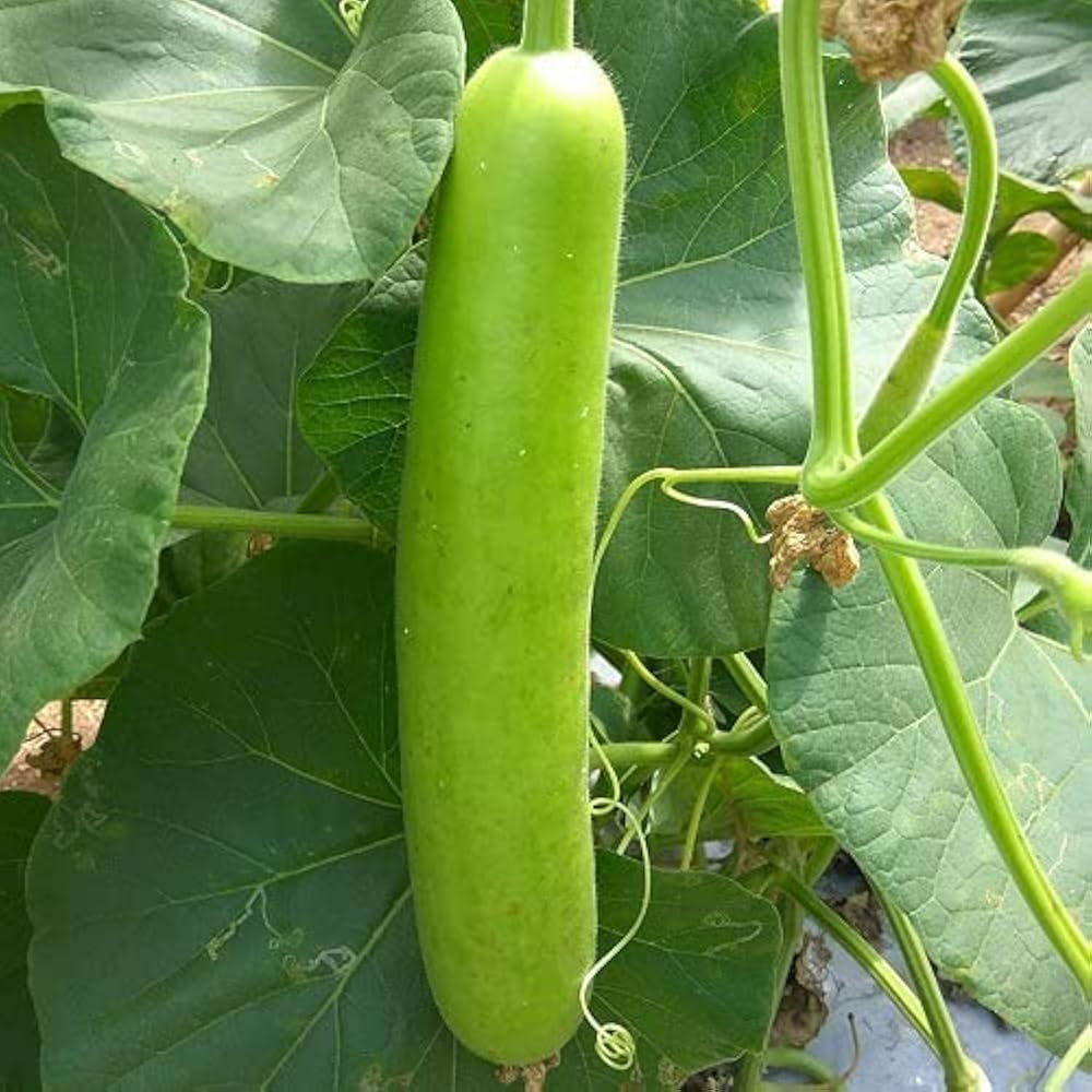 Bottle Gourd Lauki Long F1 (लौकी) | Vegetable Seeds(10-12 seeds)