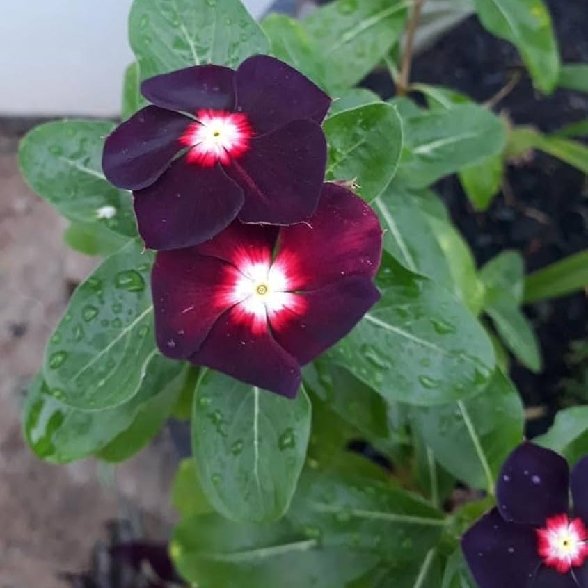 Vinca Black Hybrid Seeds ( Periwinkle) | Flower Seeds(10-15seeds)