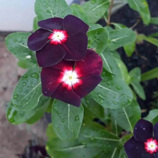 Vinca Black Hybrid Seeds ( Periwinkle) | Flower Seeds(10-15seeds)